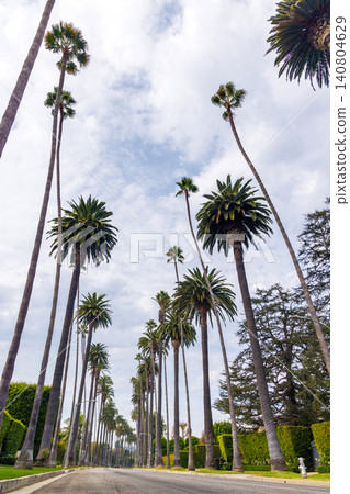 Tall palm trees and winding road in Beverly Hills 140804629