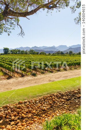 Sunlit vineyard rows in South Africa Sunlit vineyard rows in South Africa 140804655