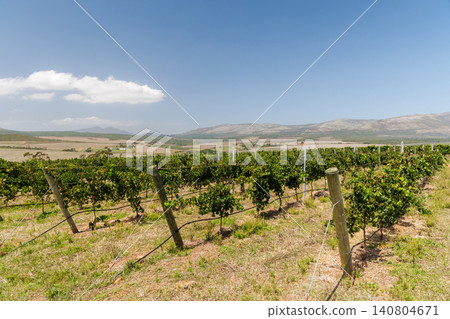Sunlit vineyard rows Sunlit vineyard rows 140804671