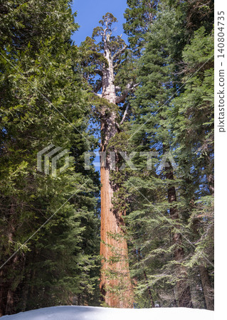 Giant sequoia tree with path in forest winter snow landscape 140804735