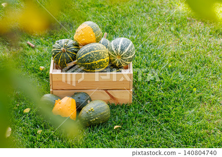Various pumpkins in a wooden box on sunny green grass, autumn harvest scene Various pumpkins in a wooden box on sunny green grass, autumn harvest scene 140804740