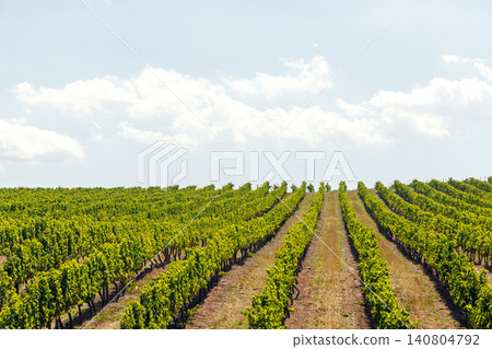 Sunlit vineyard rows Sunlit vineyard rows 140804792