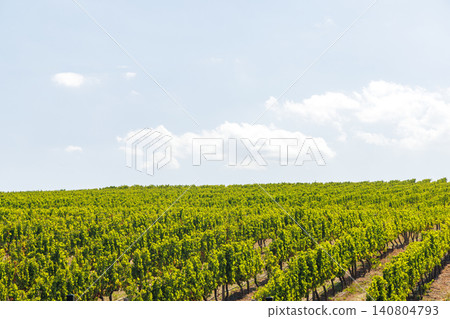 Sunlit vineyard rows 140804793