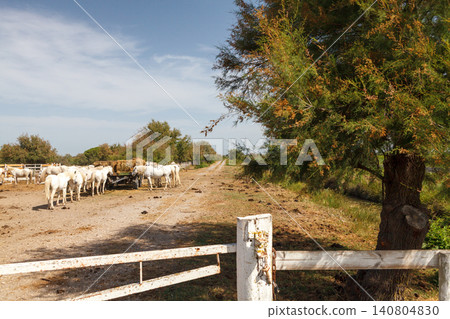 White horses eating hay in farm paddock rural countryside scene White horses eating hay in farm paddock rural countryside scene 140804830
