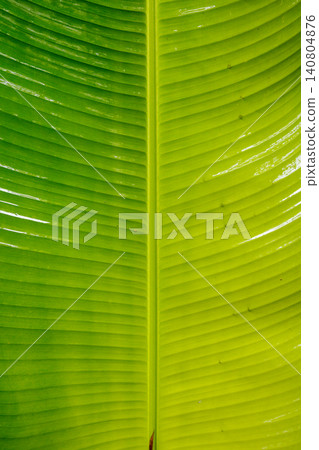 Lush tropical greenery after rain Lush tropical greenery after rain 140804876