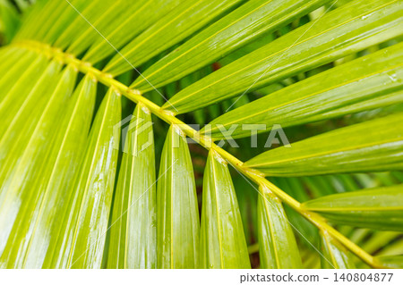 Lush greenery with dew drops close up Lush greenery with dew drops close up 140804877