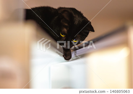 Black cat  140805063