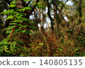 A landscape featuring the Mizuhikisou flower, characterized by its red calyx that signals the arrival of autumn. 140805135