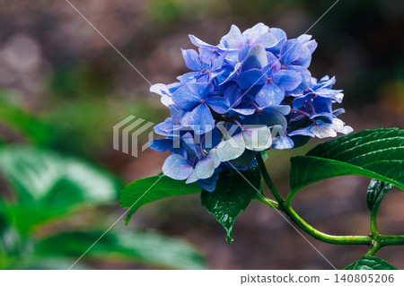 Beautiful blue hydrangeas, adorned with raindrops, bloom during the rainy season. Beautiful blue hydrangeas, adorned with raindrops, bloom during the rainy season. 140805206