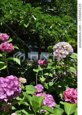 Chishaku-in Temple on a clear day, hydrangeas (Higashiyama Ward, Kyoto City) Chishaku-in Temple on a clear day, hydrangeas (Higashiyama Ward, Kyoto City) 140805229