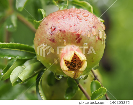Pomegranate fruit wet with rain Pomegranate fruit wet with rain 140805275