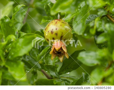 Pomegranate fruit wet with rain Pomegranate fruit wet with rain 140805280