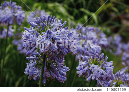 Beautiful agapanthus flowers, adorned with raindrops after the rain. 140805369