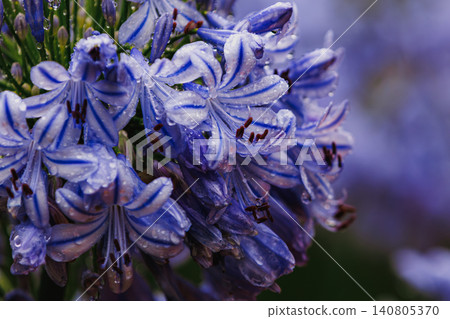 Beautiful agapanthus flowers, adorned with raindrops after the rain. Beautiful agapanthus flowers, adorned with raindrops after the rain. 140805370