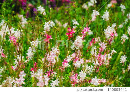 White and pink gaura (white butterfly flower) blooming profusely in early summer. White and pink gaura (white butterfly flower) blooming profusely in early summer. 140805441