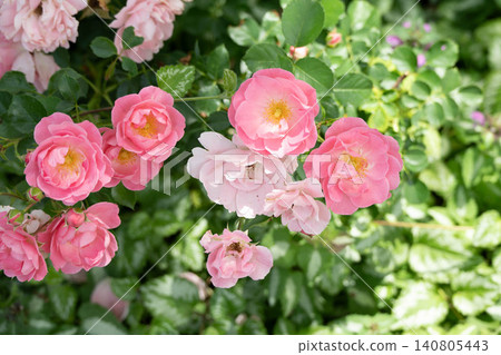 Roses in full bloom - Summer Wind 140805443