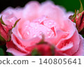 Pink roses with raindrops on them after the rain Pink roses with raindrops on them after the rain 140805641