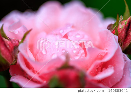 Pink roses with raindrops on them after the rain Pink roses with raindrops on them after the rain 140805641