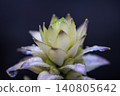 Beautiful hosta flowers after the rain Beautiful hosta flowers after the rain 140805642