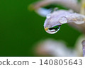 Raindrops clinging to the beautiful hosta flowers after the rain. Raindrops clinging to the beautiful hosta flowers after the rain. 140805643