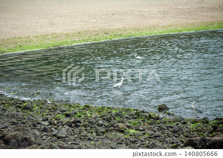 一隻蒼鷺站在水邊的淺水中。 一隻蒼鷺站在水邊的淺水中。 140805666