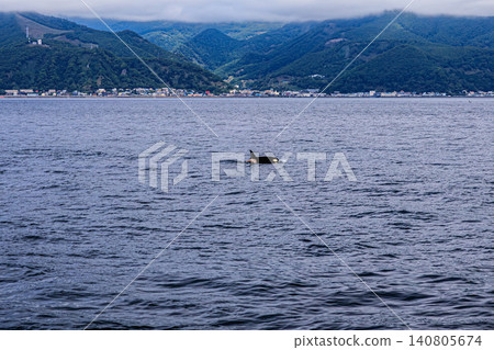 北海道羅臼海岸附近巡弋的野生虎鯨 140805674