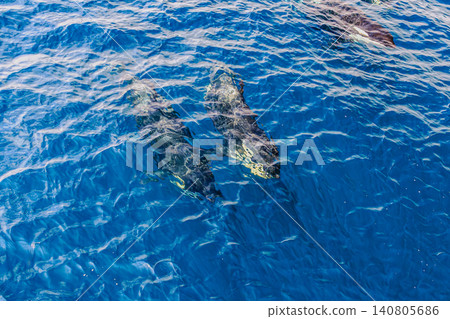 Orcas swimming leisurely in the beautiful waters off the coast of Rausu Orcas swimming leisurely in the beautiful waters off the coast of Rausu 140805686
