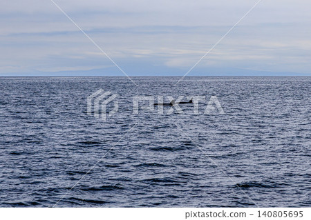 北海道羅臼附近海域，野生虎鯨正在巡弋。 140805695
