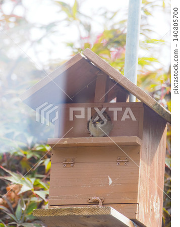 A sparrow chick trying to come out of its nest box. A sparrow chick trying to come out of its nest box. 140805700
