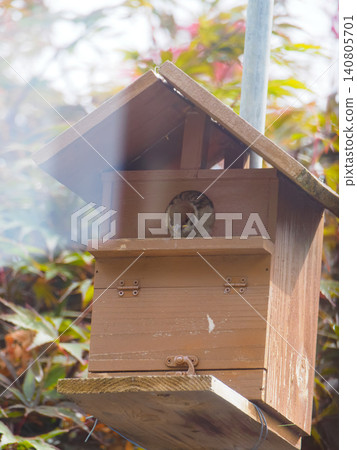 A sparrow chick looks down from its nest box. A sparrow chick looks down from its nest box. 140805701
