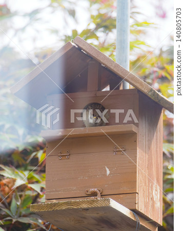 Sparrow chicks are almost out of their nest box. Sparrow chicks are almost out of their nest box. 140805703