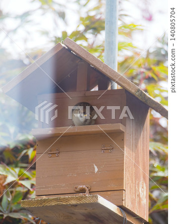 Sparrow chicks that are about to leave the nest Sparrow chicks that are about to leave the nest 140805704