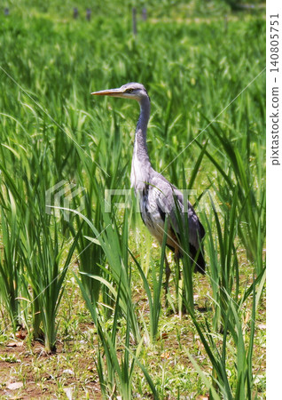 Gray heron Gray heron 140805751