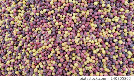 Raw and ripe falsa fruit pile showing natural summer harvest closeup Raw and ripe falsa fruit pile showing natural summer harvest closeup 140805803