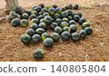 Ripe dark green watermelons piled on fresh grass in fruit market 140805804