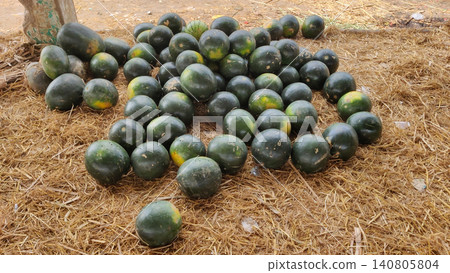 Ripe dark green watermelons piled on fresh grass in fruit market Ripe dark green watermelons piled on fresh grass in fruit market 140805804