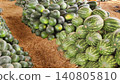 Watermelon stacks lining a grassy path at wholesale fruit market 140805810
