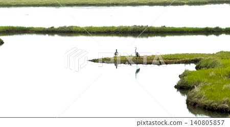 Birds Stand Near the Water on a Small Island in a Wetland Scene Birds Stand Near the Water on a Small Island in a Wetland Scene 140805857