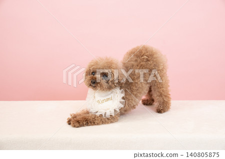 Kurumi the toy poodle wearing a bib. Kurumi the toy poodle wearing a bib. 140805875
