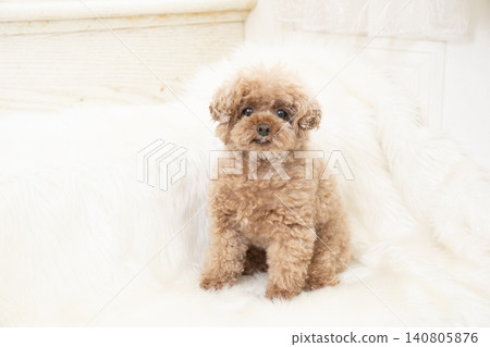Stairs and Kurumi the Toy Poodle Stairs and Kurumi the Toy Poodle 140805876