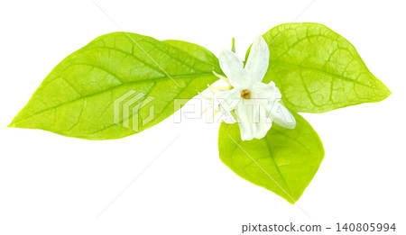Close up of a delicate white jasmine flower bloom with fresh green leaves isolated on a pure. Elegant botanical element for beauty, cosmetics, tea, and aromatherapy designs. Close up of a delicate white jasmine flower bloom with fresh green leaves isolated on a pure. Elegant botanical element for beauty, cosmetics, tea, and aromatherapy designs. 140805994