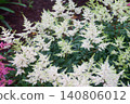 White Astilbe 140806012