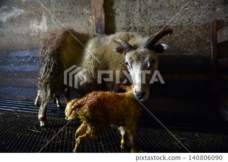 Newborn Icelandic lambs standing beside their mother in a birthing pen 140806090