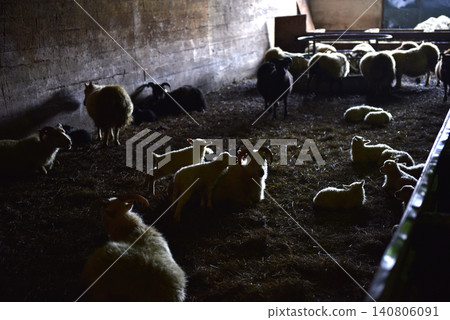 Flock of Icelandic sheep and small lambs resting inside a dim winter barn 140806091