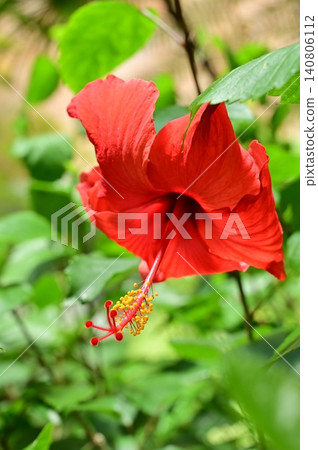 Hibiscus rosa-sinensis (Malvaceae family), Hibiscus genus Hibiscus rosa-sinensis (Malvaceae family), Hibiscus genus 140806112
