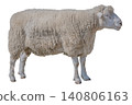 Full-body cutout photo of a sheep, for use with a white background. 140806163