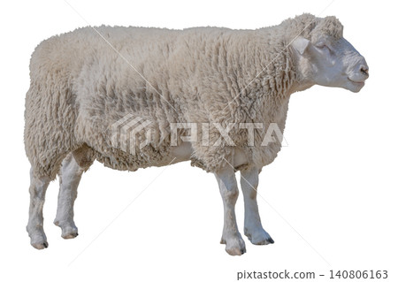 Full-body cutout photo of a sheep, for use with a white background. Full-body cutout photo of a sheep, for use with a white background. 140806163