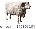 Full-body cutout photo of a ram with curled horns, for use against a white background. 140806164