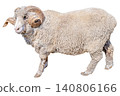 Full-body cutout photo of a ram with curled horns, for use against a white background. 140806166