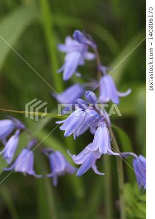 Spanish bluebells, with their pale purple, bell-shaped petals and blue stripes, bloom in the spring garden. Spanish bluebells, with their pale purple, bell-shaped petals and blue stripes, bloom in the spring garden. 140806170
